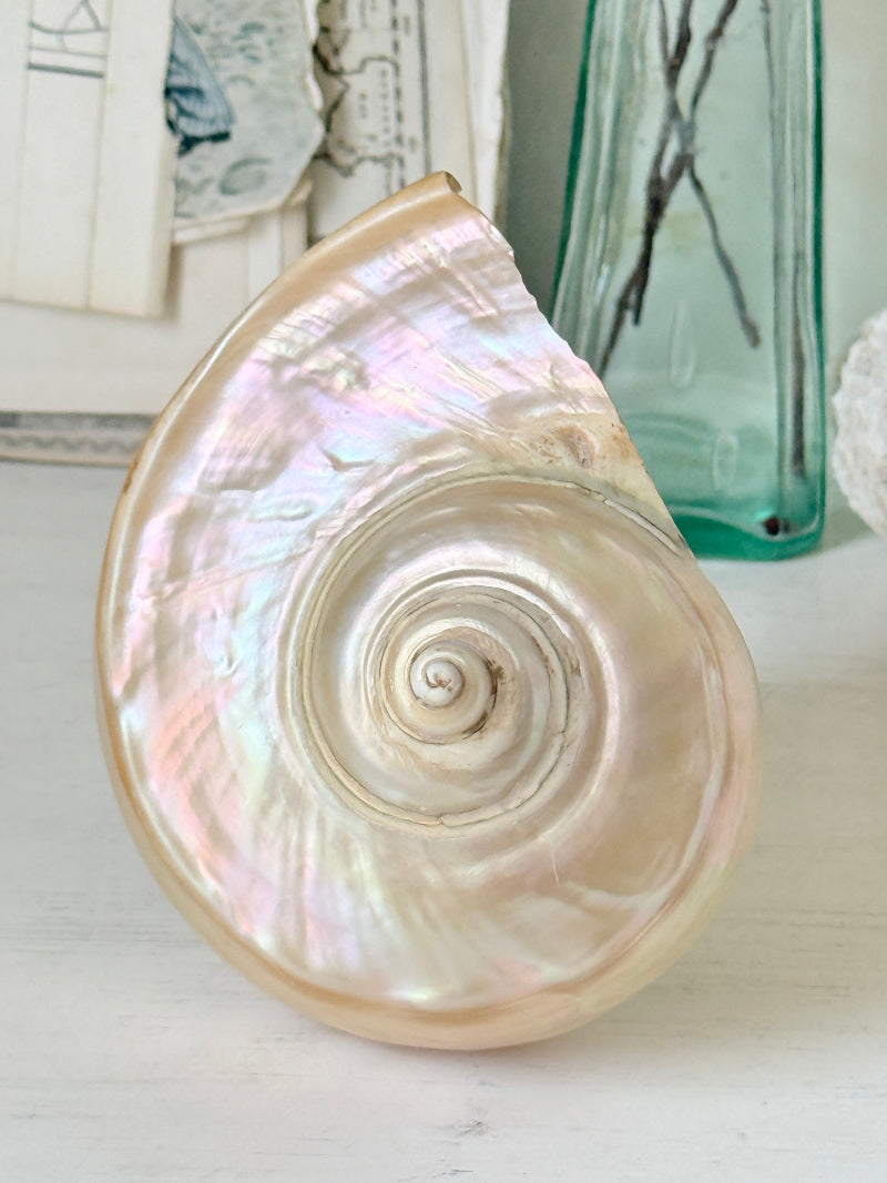 Polished mother of pearl spiral sea shell in champagne and gold with iridescent nacre