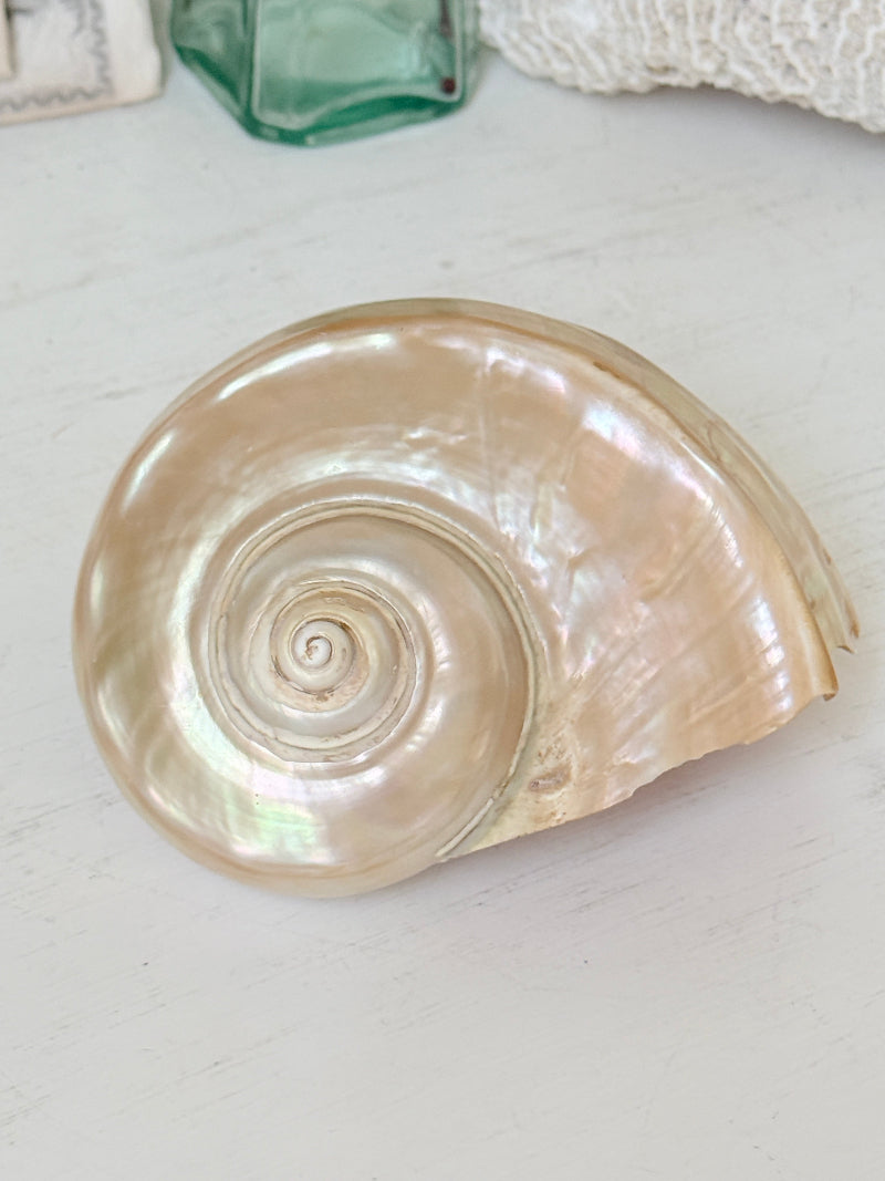 Polished mother of pearl spiral sea shell in champagne and gold with iridescent nacre