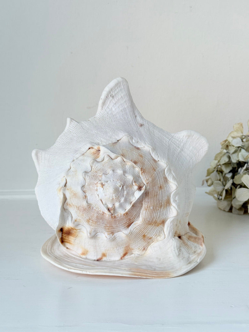 Vintage Queen Helmet shell in cream and peach tones with patterned surface, styled on a white surface beside dried hydrangeas.