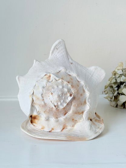 Vintage Queen Helmet shell in cream and peach tones with patterned surface, styled on a white surface beside dried hydrangeas.