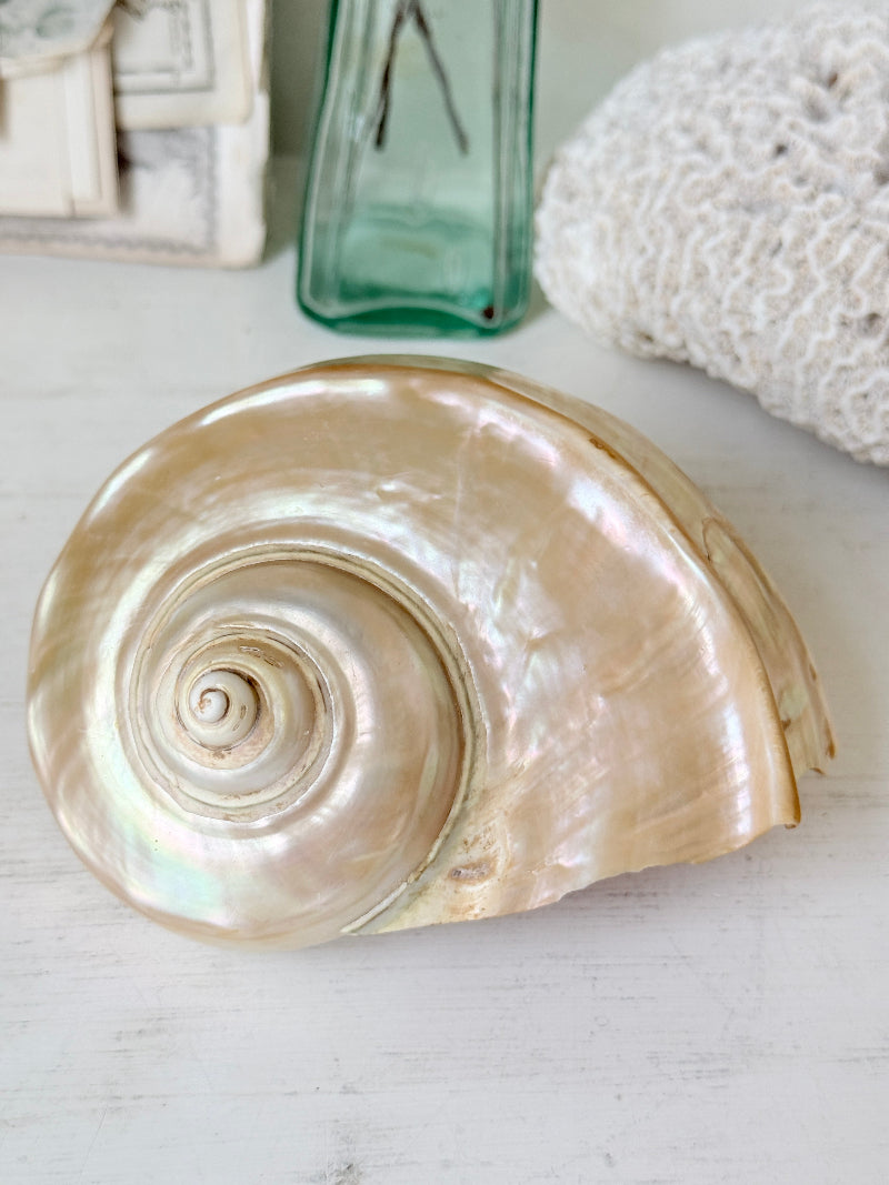 Polished mother of pearl spiral sea shell in champagne and gold with iridescent nacre