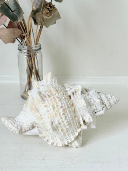 Large decorative seashell in cream and peach tones with textured ridges, photographed on a white surface