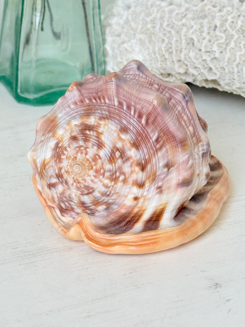 Hand carved cameo helmet shell with a classical female profile in pale relief on pink and brown