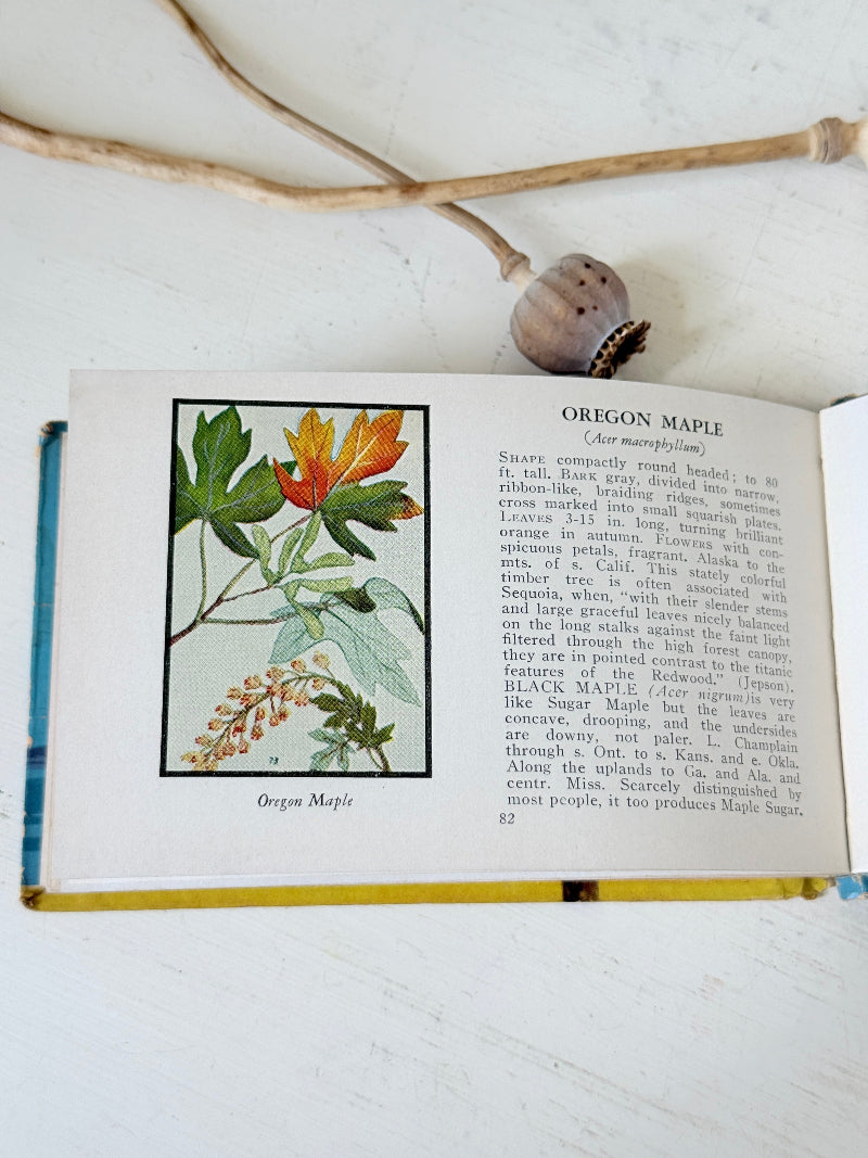 Vintage Trees of North America pocket nature guide by Donald Culross Peattie with colour illustrations and botanical cover