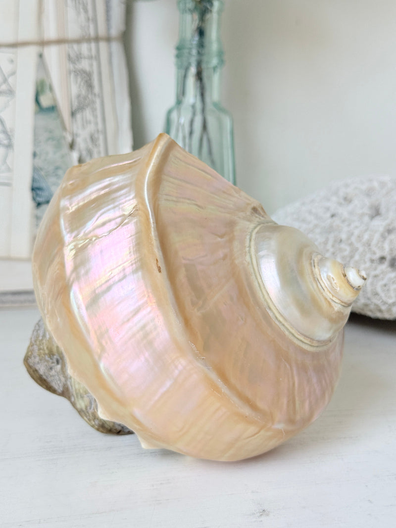 Polished mother of pearl spiral sea shell in champagne and gold with iridescent nacre