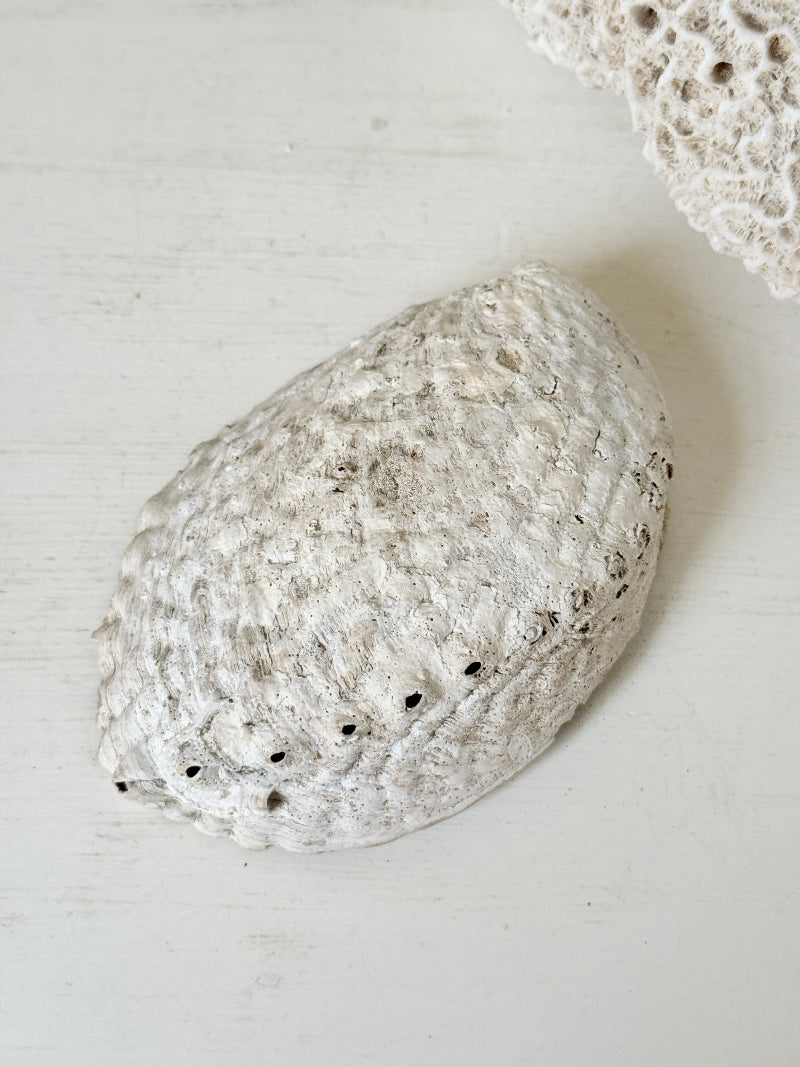 Iridescent decorative shell with blue and green interior, photographed on a white surface