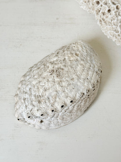 Iridescent decorative shell with blue and green interior, photographed on a white surface