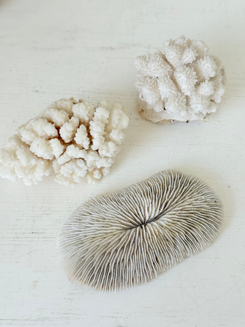 Trio of natural white coral pieces in different shapes, styled on a white surface with warm-toned accessories