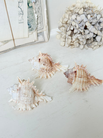 Three natural conch shells arranged on a light off-white surface, with a decorative cluster of dried hydrangea-like shells and a folded paper item in the background.