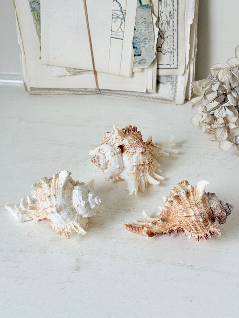 Three natural conch shells arranged on a light off-white surface, with vintage-style papers and dried flowers in the background.