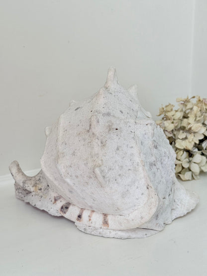Large vintage Queen Helmet shell with ridged dome and cream tones, styled on a white surface beside brass candlesticks and dried hydrangeas.