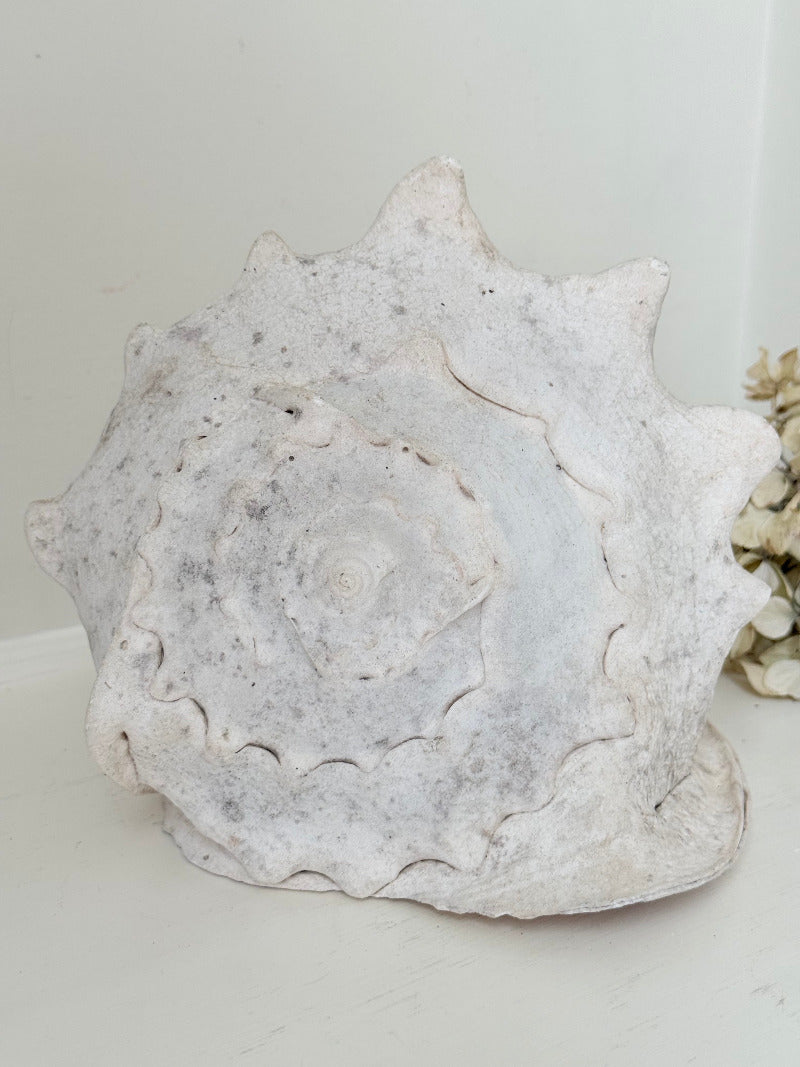 Large vintage Queen Helmet shell with ridged dome and cream tones, styled on a white surface beside brass candlesticks and dried hydrangeas.