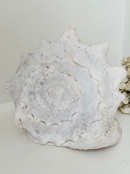 Large vintage Queen Helmet shell with ridged dome and cream tones, styled on a white surface beside brass candlesticks and dried hydrangeas.