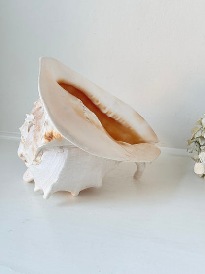 Vintage Queen Helmet shell in cream and peach tones with patterned surface, styled on a white surface beside dried hydrangeas.
