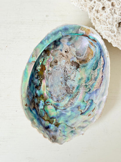 Iridescent decorative shell with blue and green interior, photographed on a white surface