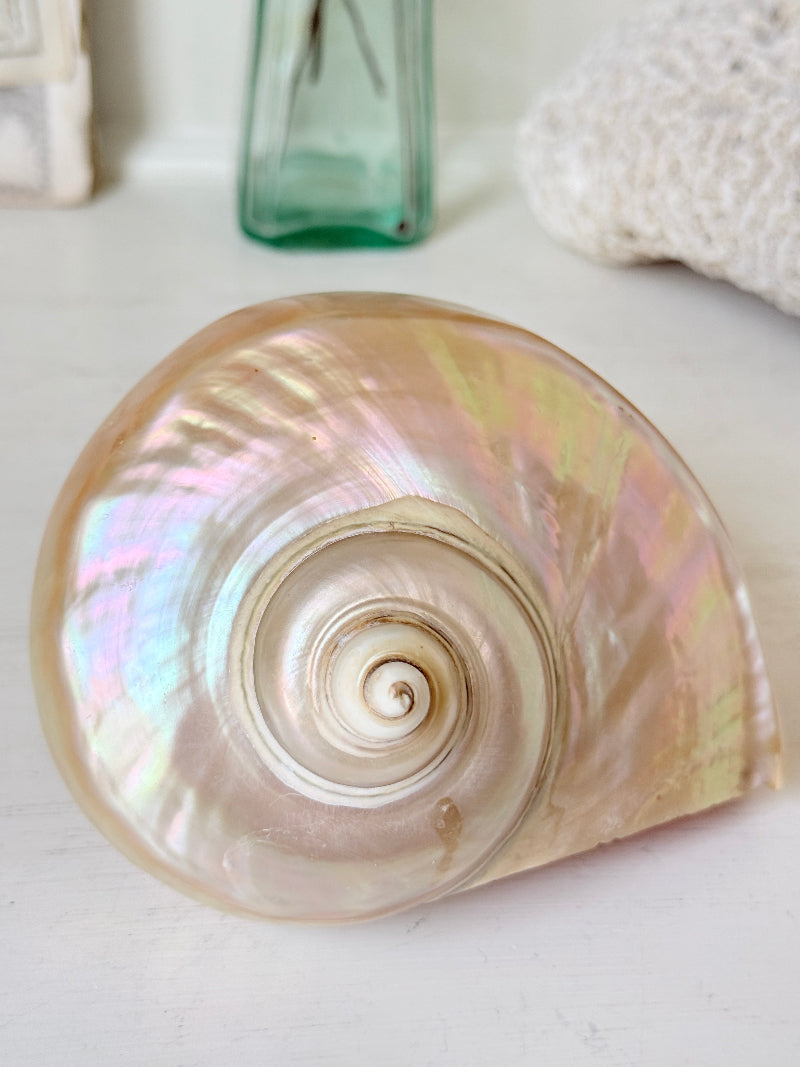Polished mother of pearl spiral sea shell with iridescent pink and gold nacre on a white surface