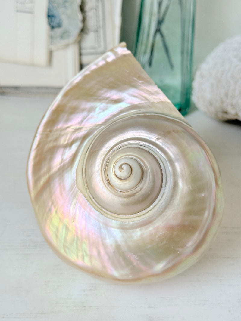 Polished mother of pearl spiral sea shell with iridescent pink and gold nacre on a white surface
