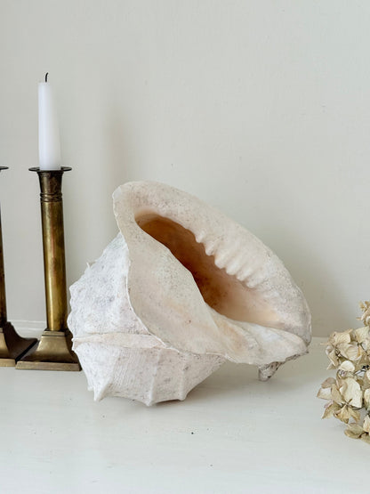 Large vintage Queen Helmet shell with ridged dome and cream tones, styled on a white surface beside brass candlesticks and dried hydrangeas.