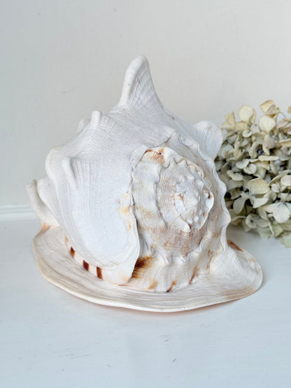 Vintage Queen Helmet shell in cream and peach tones with patterned surface, styled on a white surface beside dried hydrangeas.