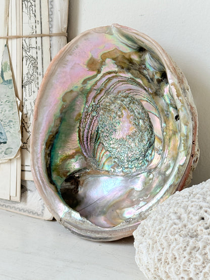 Large abalone shell with iridescent green and silver interior photographed on a white surface