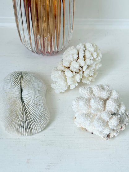 Trio of natural white coral pieces in different shapes, styled on a white surface with warm-toned accessories