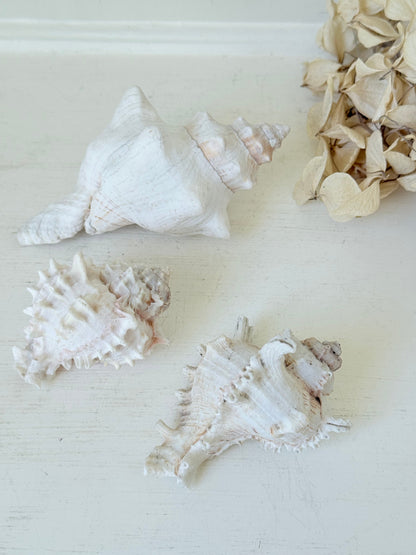 Set of three vintage coastal shells in soft pink and white, styled on a white surface