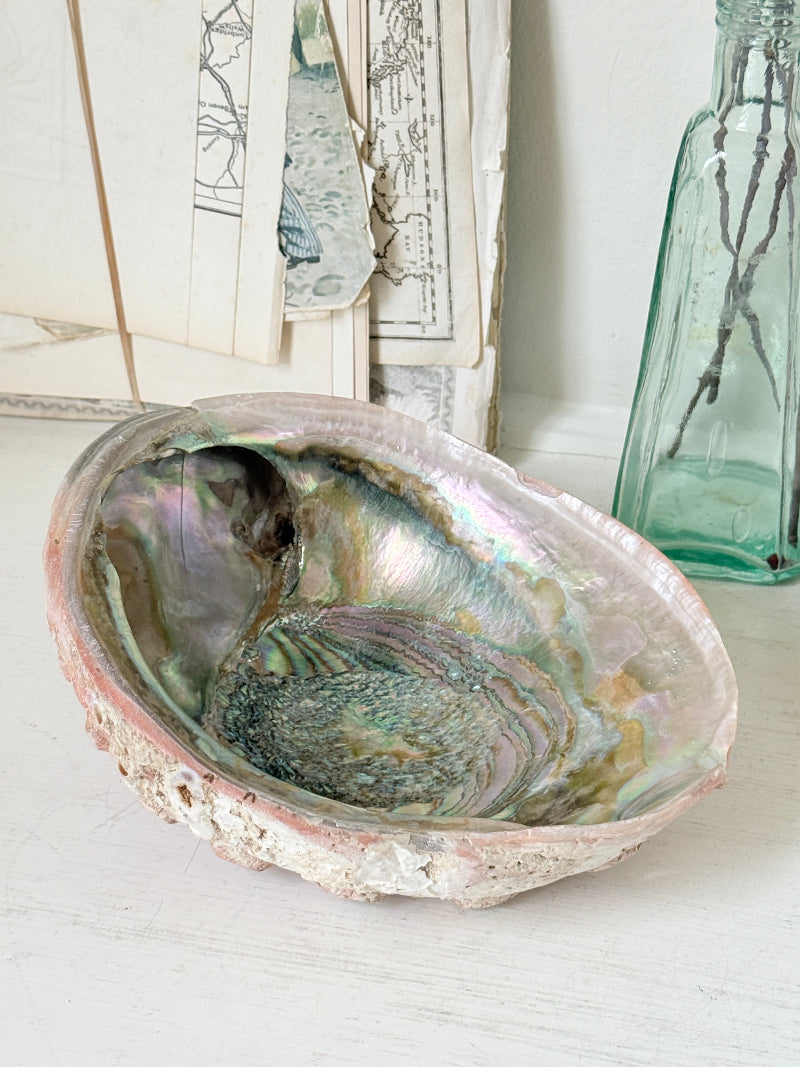 Large abalone shell with iridescent green and silver interior photographed on a white surface