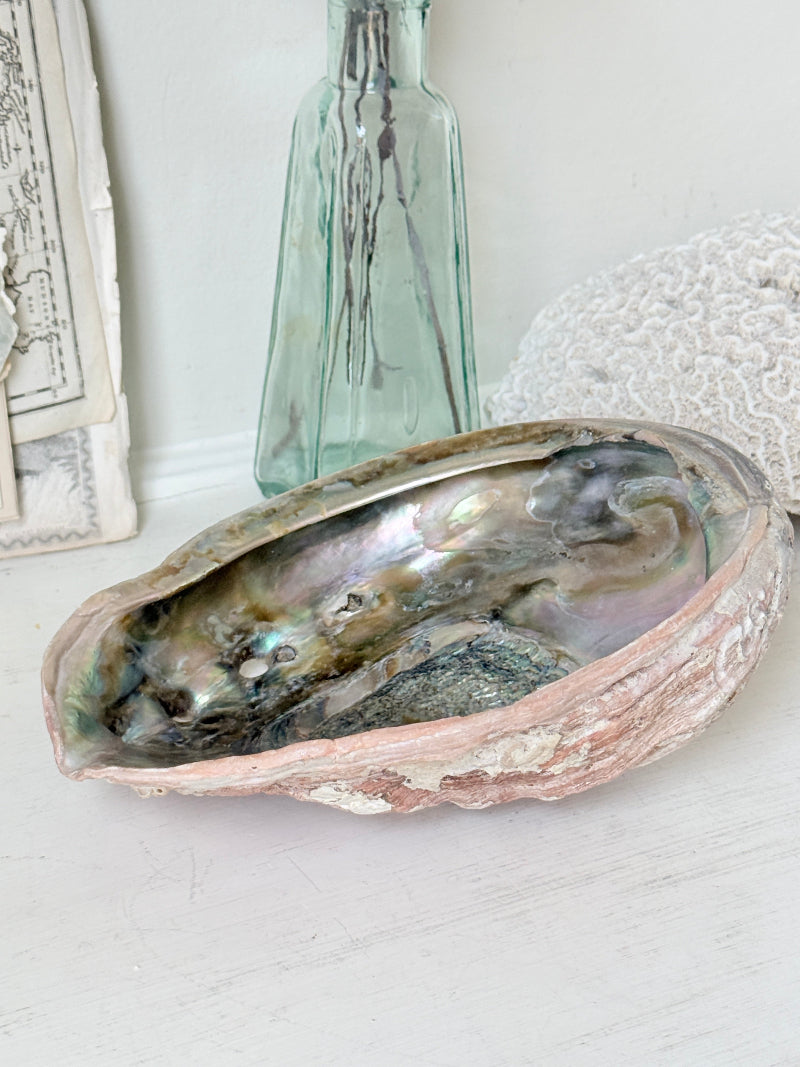 Large abalone shell with iridescent green and silver interior photographed on a white surface