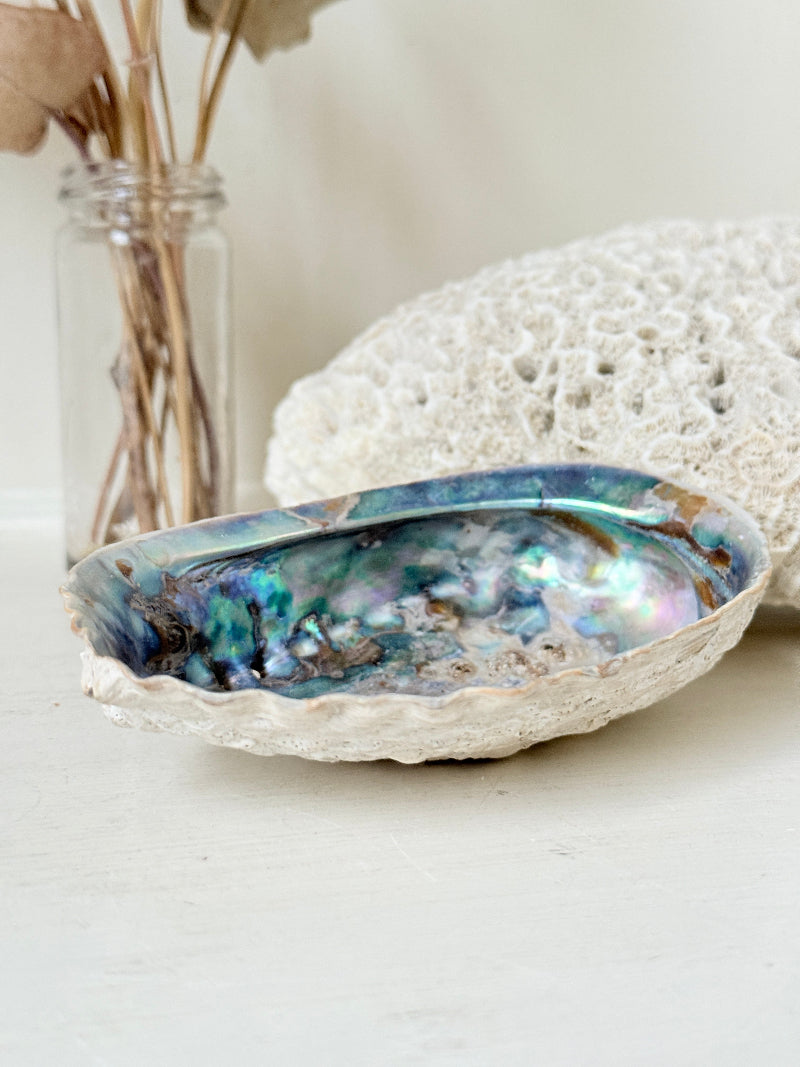 Iridescent decorative shell with blue and green interior, photographed on a white surface