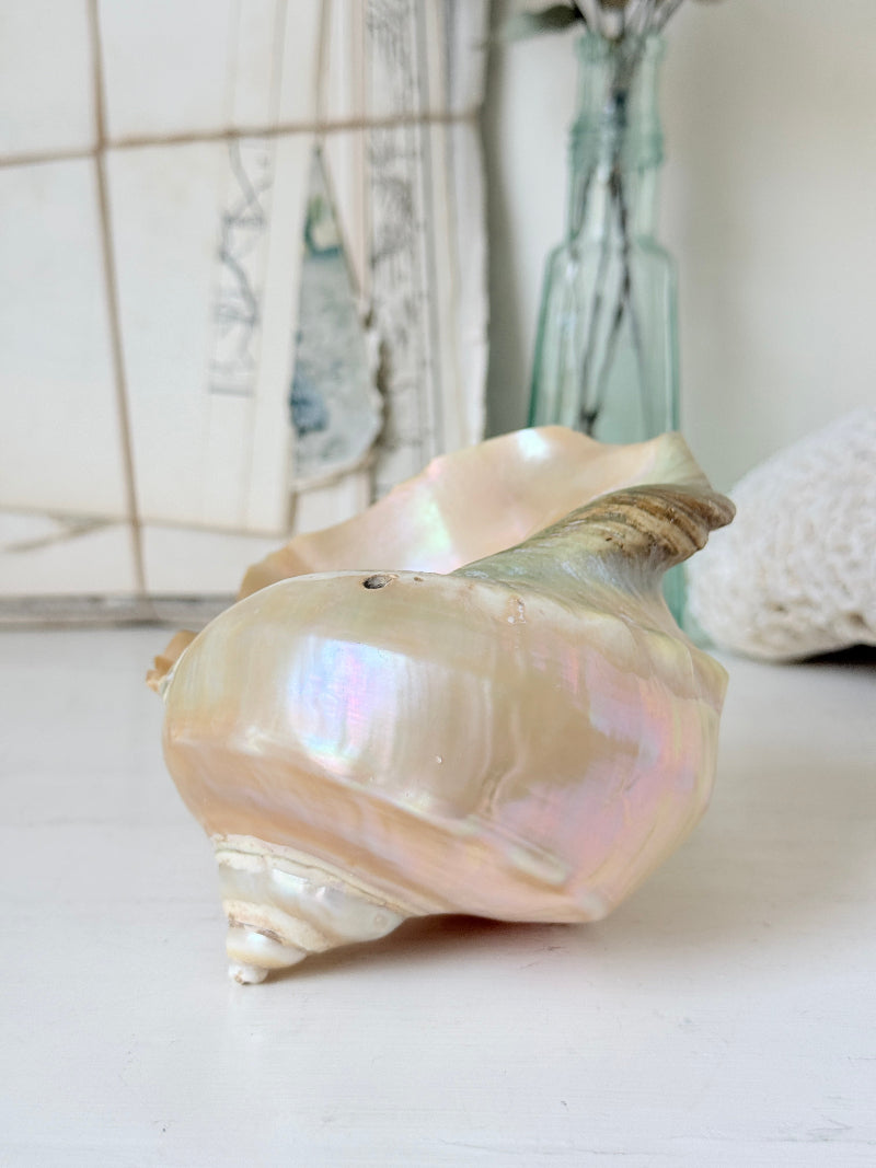 Polished mother of pearl spiral sea shell in champagne and gold with iridescent nacre