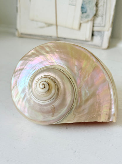Polished mother of pearl spiral sea shell with iridescent pink and gold nacre on a white surface