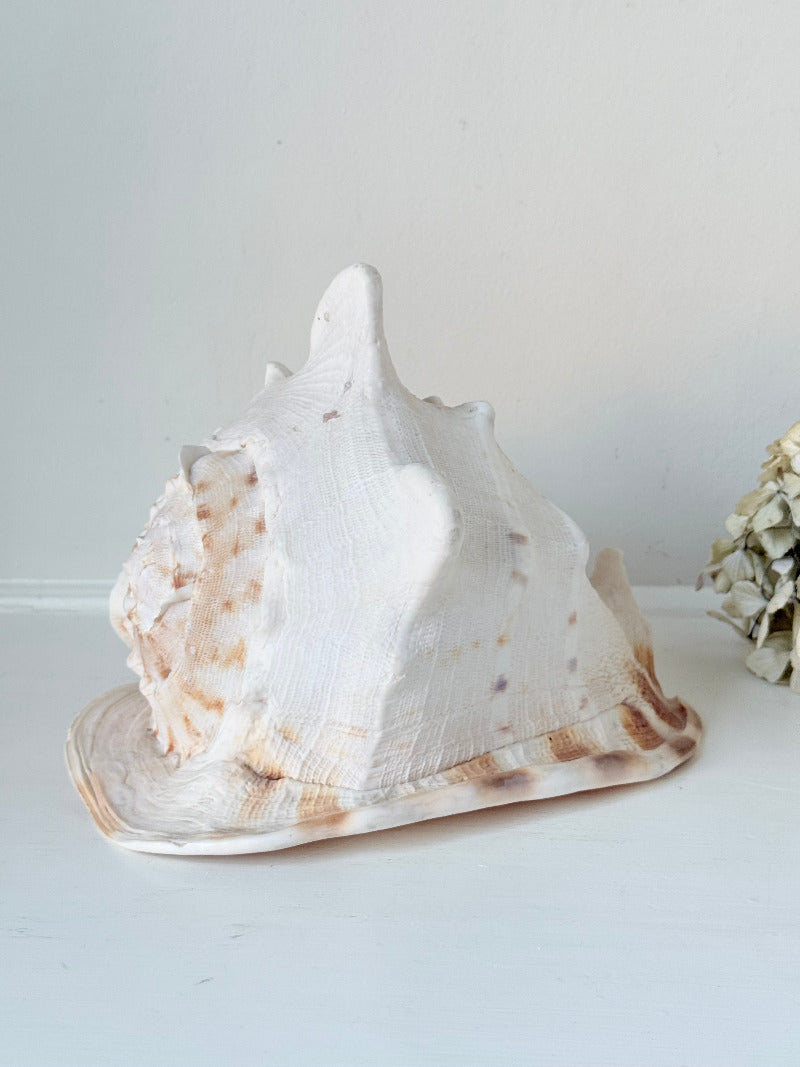 Vintage Queen Helmet shell in cream and peach tones with patterned surface, styled on a white surface beside dried hydrangeas.