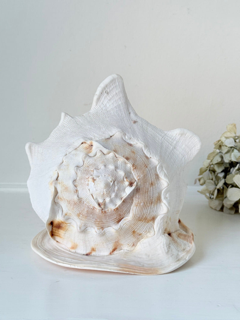 Vintage Queen Helmet shell in cream and peach tones with patterned surface, styled on a white surface beside dried hydrangeas.