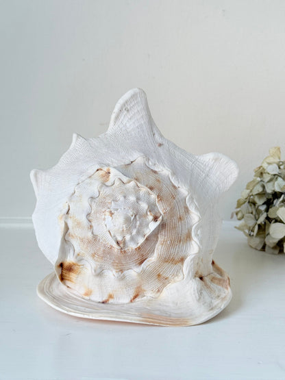 Vintage Queen Helmet shell in cream and peach tones with patterned surface, styled on a white surface beside dried hydrangeas.