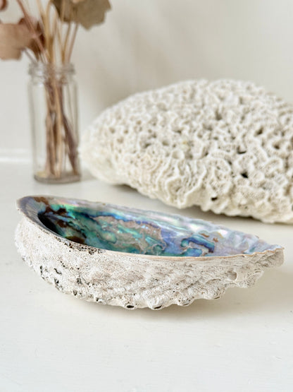 Iridescent decorative shell with blue and green interior, photographed on a white surface