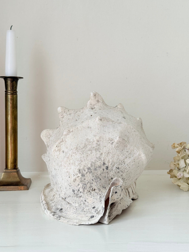 Large vintage Queen Helmet shell with ridged dome and cream tones, styled on a white surface beside brass candlesticks and dried hydrangeas.