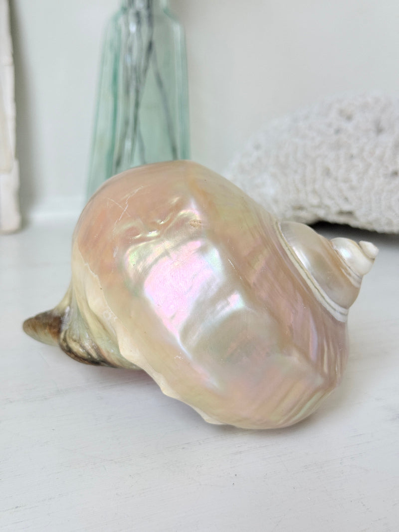 Polished mother of pearl spiral sea shell with iridescent pink and gold nacre on a white surface