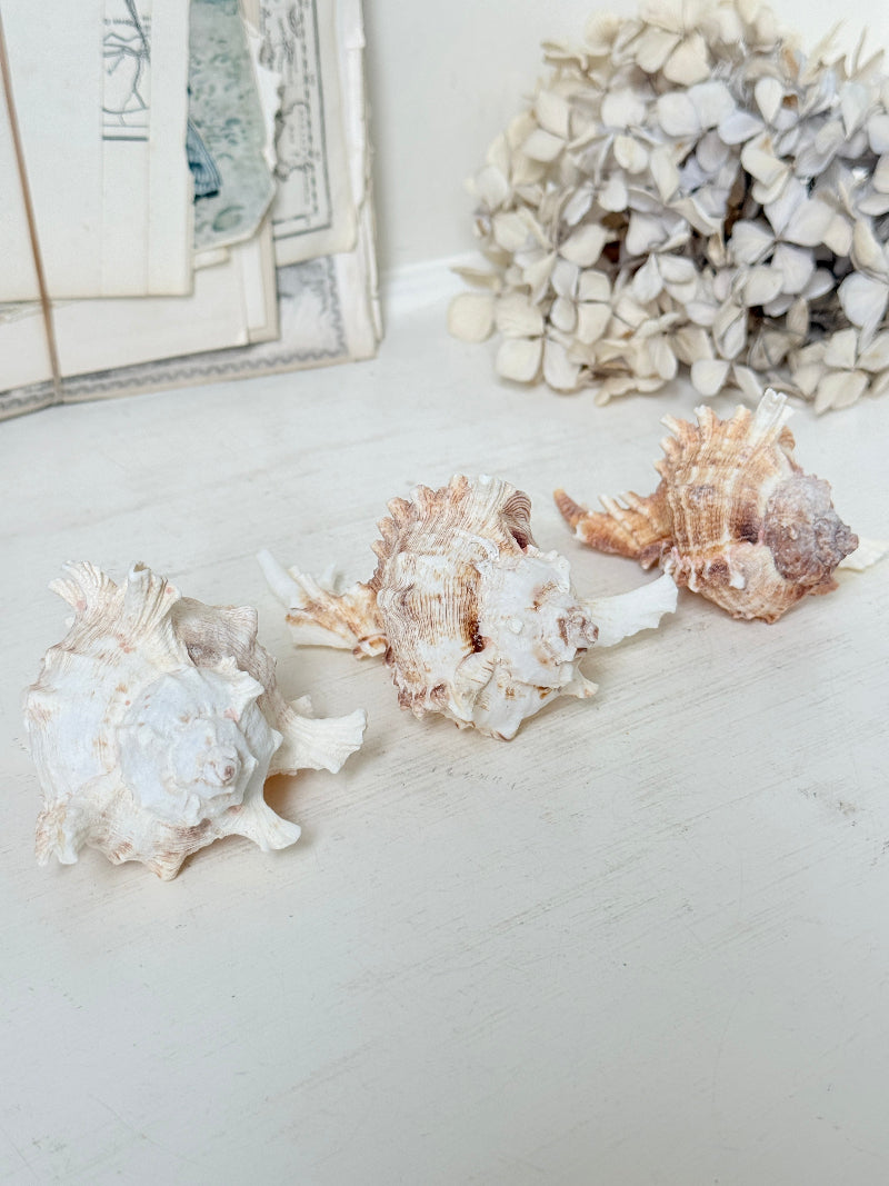 Three decorative seashells arranged on a light tabletop, with a dried floral arrangement and framed artwork in the softly lit background.