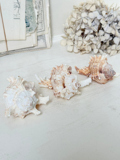 Three decorative seashells arranged on a light tabletop, with a dried floral arrangement and framed artwork in the softly lit background.
