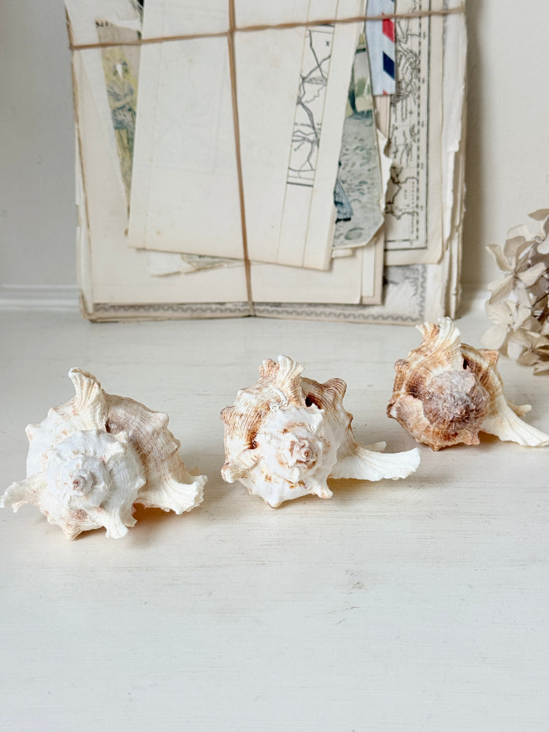 Three natural conch shells arranged on a light surface in front of a rustic background of vintage postcards and dried flowers.