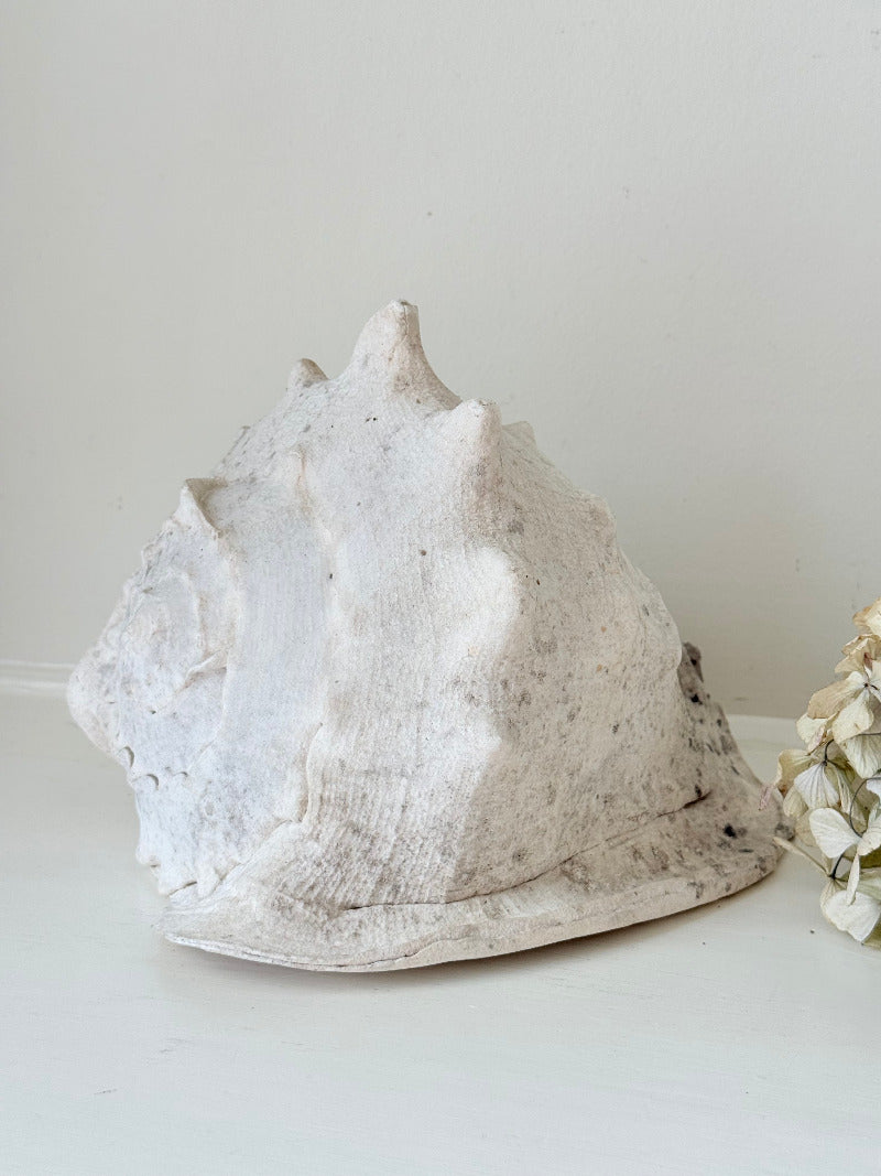 Large vintage Queen Helmet shell with ridged dome and cream tones, styled on a white surface beside brass candlesticks and dried hydrangeas.