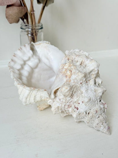 Large decorative seashell in cream and peach tones with textured ridges, photographed on a white surface