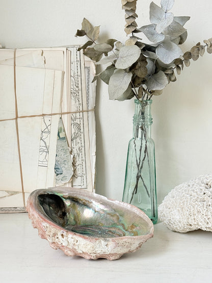 Large abalone shell with iridescent green and silver interior photographed on a white surface