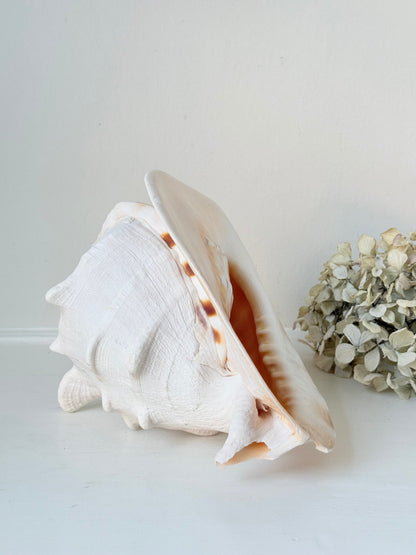 Vintage Queen Helmet shell in cream and peach tones with patterned surface, styled on a white surface beside dried hydrangeas.
