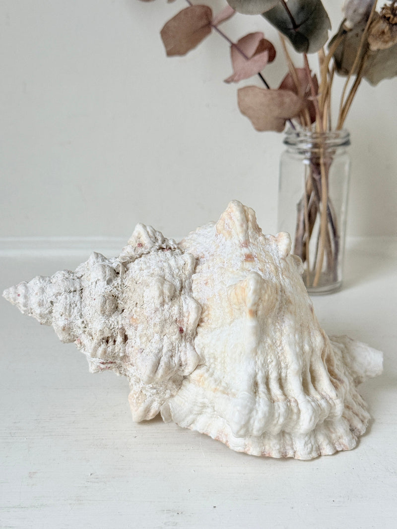 Large decorative seashell in cream and peach tones with textured ridges, photographed on a white surface