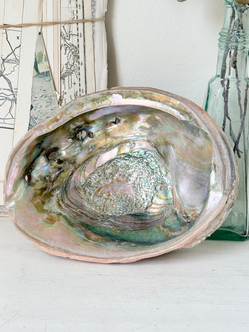 Large abalone shell with iridescent green and silver interior photographed on a white surface