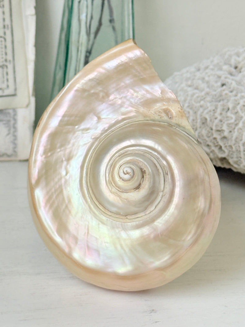 Polished mother of pearl spiral sea shell in champagne and gold with iridescent nacre