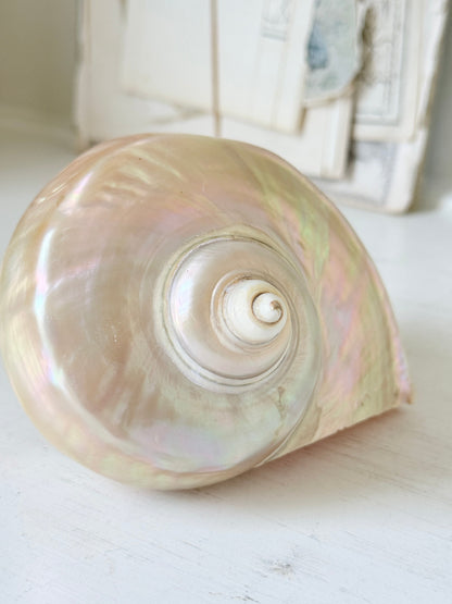 Polished mother of pearl spiral sea shell with iridescent pink and gold nacre on a white surface