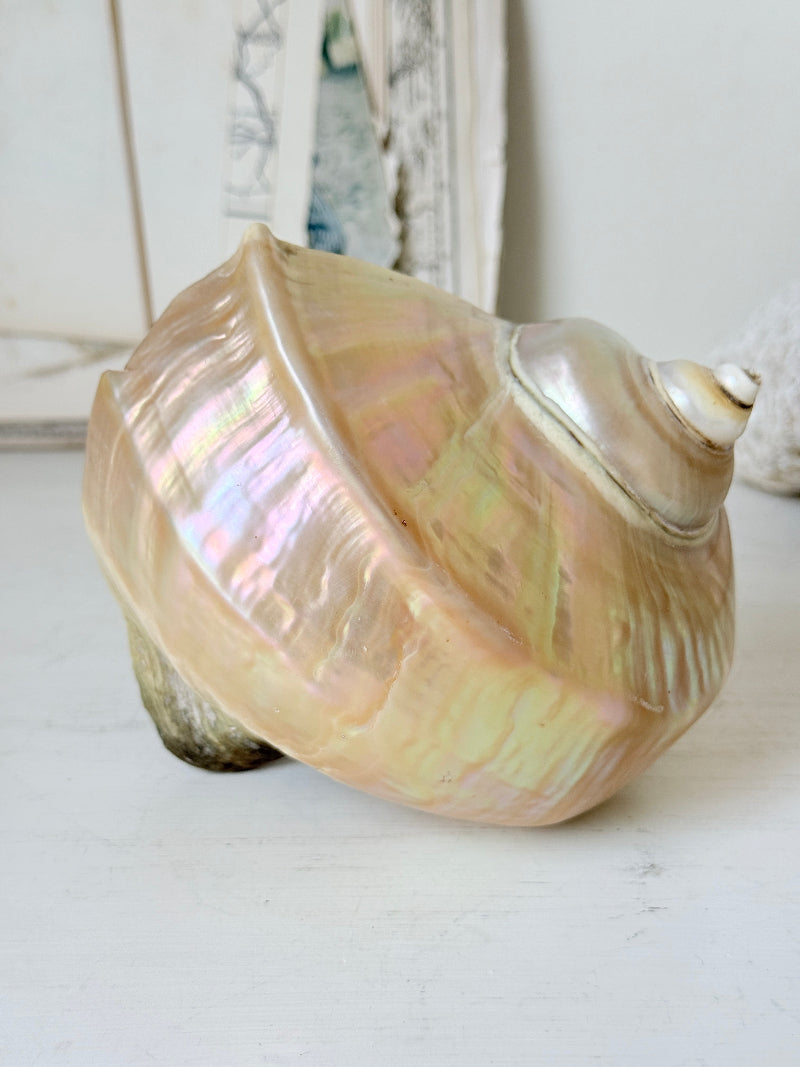 Polished mother of pearl spiral sea shell with iridescent pink and gold nacre on a white surface