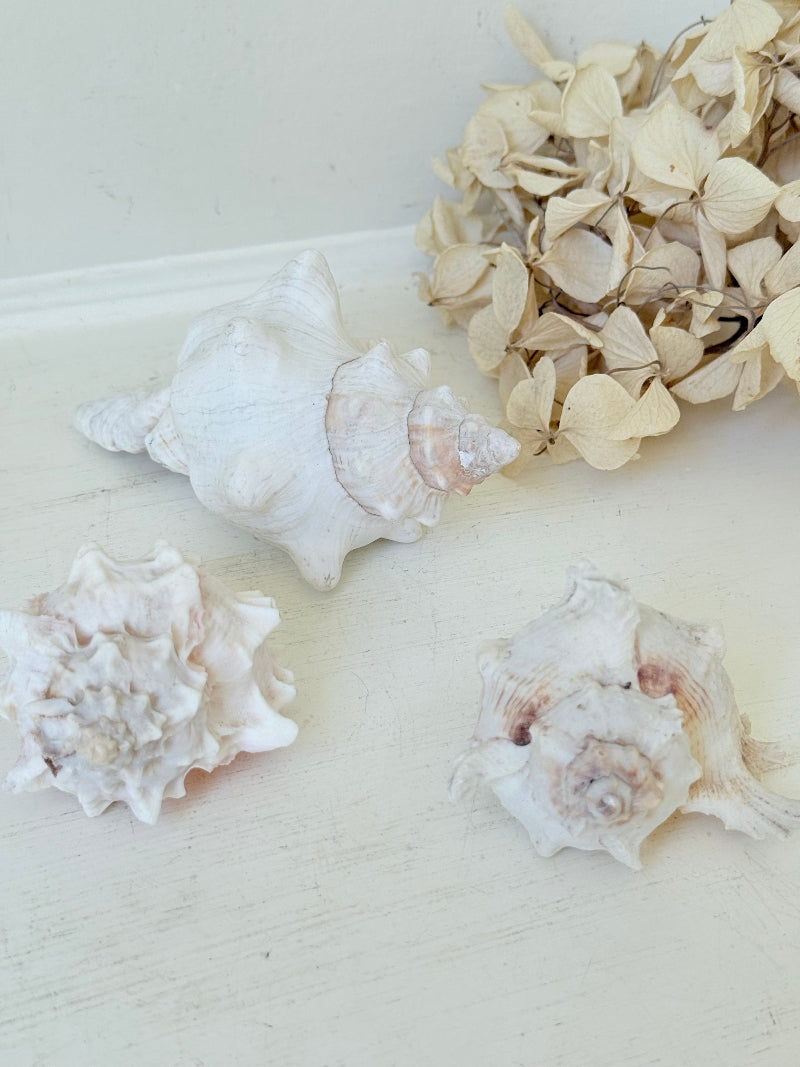 Set of three vintage coastal shells in soft pink and white, styled on a white surface
